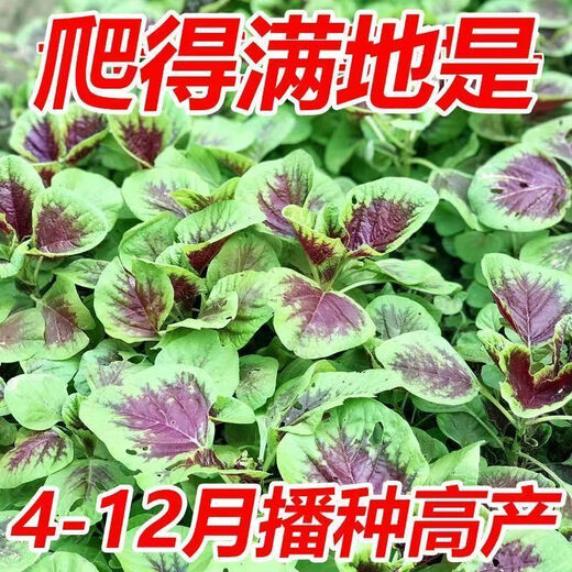 Red amaranth seeds with large leaves and large round leaves for sowing in all seasons, large round leaf amaranth vegetable seeds for balcony potted wild rape seeds, special heat resistance, large round leaves, red amaranth seeds, new seeds this year | about 500 seeds