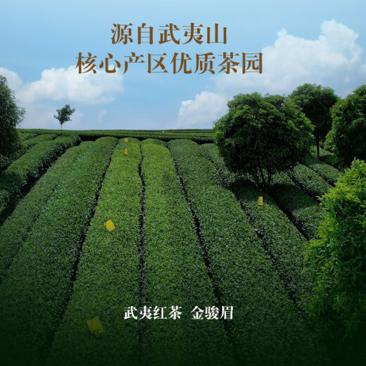 武夷智理特级红茶金骏眉 2024年新茶浓香型茶叶 武夷山养胃红茶 自己喝 【店长推荐】罐装500g 金骏眉