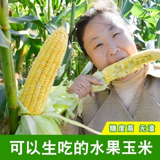 Sweet and crispy fruit corn, sweet and sticky corn, four big sticks, eaten raw in early seasons and grown in the field. Sweet and crispy fruit corn seeds. Sweet and crispy fruit corn seeds, original 5 packs of 200 grains.