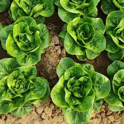 奶油生菜新鲜蔬菜叶菜类生菜生吃凉拌甜脆多汁沙拉 ()奶油生菜-籽籽2包【3888粒】