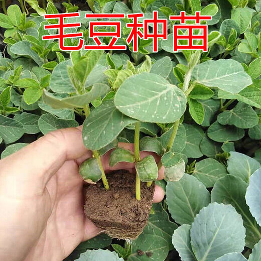 Seedlings full of edamame seedlings, early mature seedlings, green bean seedlings, soybean seedlings, soybean seedlings, green edamame seedlings, 10 edamame seedlings (3-4 together when planted)