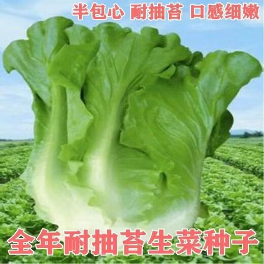 意大利生菜奶油玻璃生菜种子生吃耐寒耐热 意大利耐抽薹生菜新种子 全年可种植 高芽率2包3899粒
