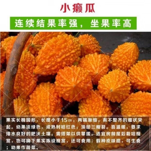 Small Seed Melon Seeds, Fruit Lai Grapes, Ley Grapes, Golden Bells, Small Ley Melons, Small Bitter Melon Vegetable Seeds, Four Seasons, Seed Melon Seeds, 20 capsules, simple package, free fertilizer