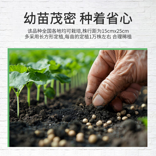 Beipin Cream Strawberry Seeds are big and sweet. They bloom and bear fruit all year round. Strawberry seeds are potted fruits for the courtyard and balcony. Cream Strawberry Seeds. About 1,000 capsules.