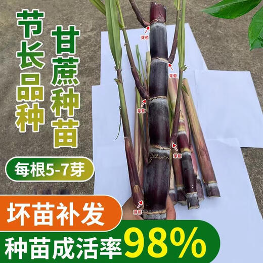 Jingyu Festival long purple-skinned fruit sugarcane seeds with many golden sugarcane seedlings, black-skinned sugarcane seedlings, strong and easy to survive, black-skinned 100 fruit sugarcane seedlings