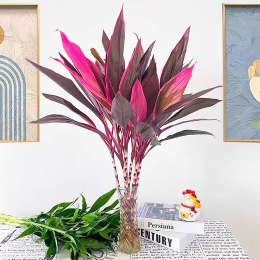 Lucky Double Color Lucky Bamboo Hydroponic Plants Mixed with Green Plants and Flowers for Buddha Good Luck and Wealth Red Vermilion Banana Chinese Valentine's Day Red Vermilion Banana + Lucky Bamboo 60CM (8 Branches)