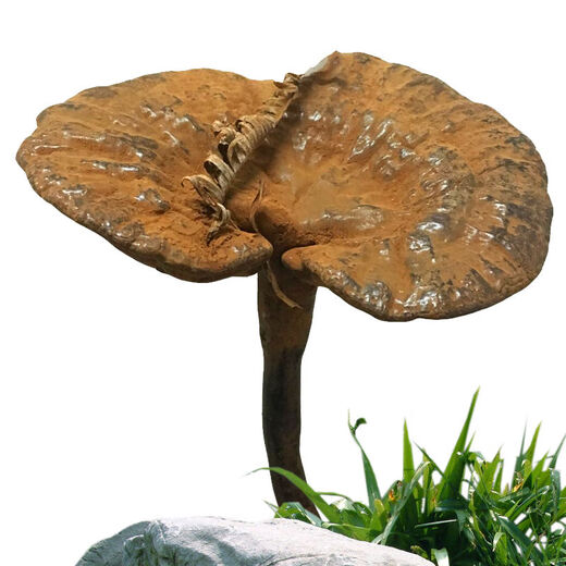 Fat Donglai's same wild Ganoderma lucidum pure natural purple Ganoderma wild L raw mountain natural non-bitter pruned branch with spore powder 250 grams Ganoderma lucidum sliced 3-4 pieces