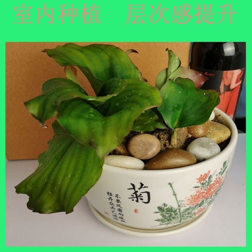 Fresh ginger seeds with high survival rate for planting 500g