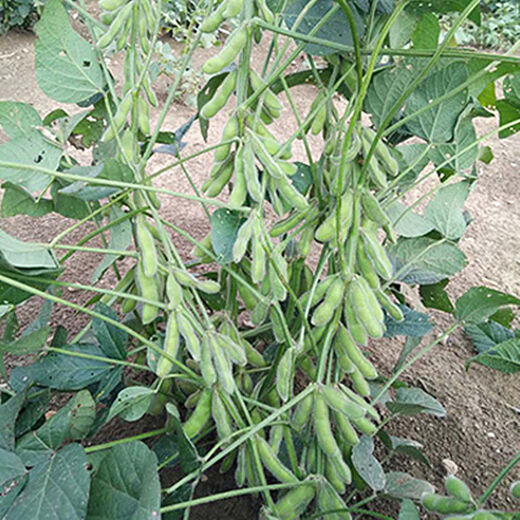 Seedlings full of edamame seedlings, early mature seedlings, green bean seedlings, soybean seedlings, soybean seedlings, green edamame seedlings, 10 edamame seedlings (3-4 together when planted)
