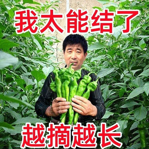 Spicy Spicy Pepper Seeds, Golden Spicy Green Peppers, Pig Intestine Chili Seeds, Potted Vegetable Seeds for Garden Fields and Balconies, Spicy Spicy Peppers, Early Mature Large Fruits, About 500 Capsules, 5 Packs