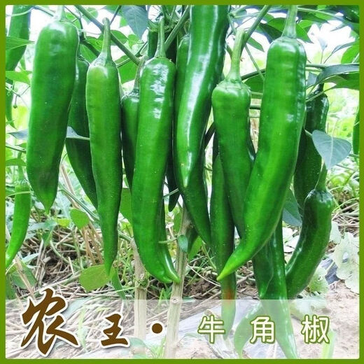 Spicy pepper seeds, golden screw green pepper, pig intestine pepper seeds, garden field balcony potted vegetable seeds, new horn pepper, slightly spicy, about 300 capsules 1 pack