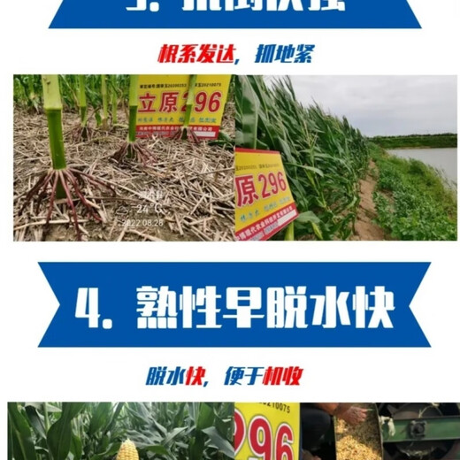 Liyuan 296 corn seeds - white shaft variety - 4400 grains per bag - determine the adaptation area before purchasing 4 bags per bag 4400 seeds per bag