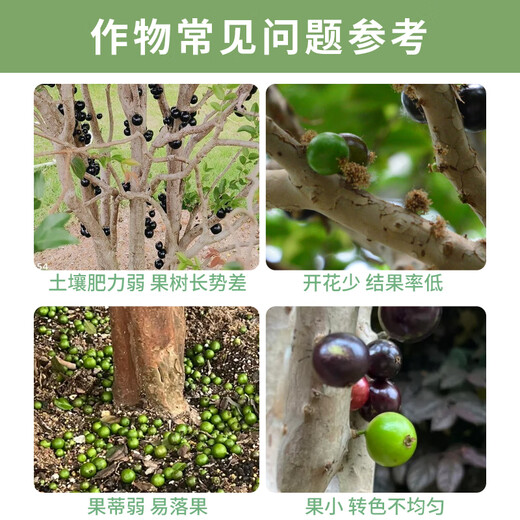 The source of buds Jiabao fruit spreading granular tree grapes promotes flowering, flower setting, fruit expansion, fruit sweetness and yield increase. Whole-bacteria organic microbial fertilizer. 1Jin Jin is equal to 0.5kg. Packing is expensive in freight.