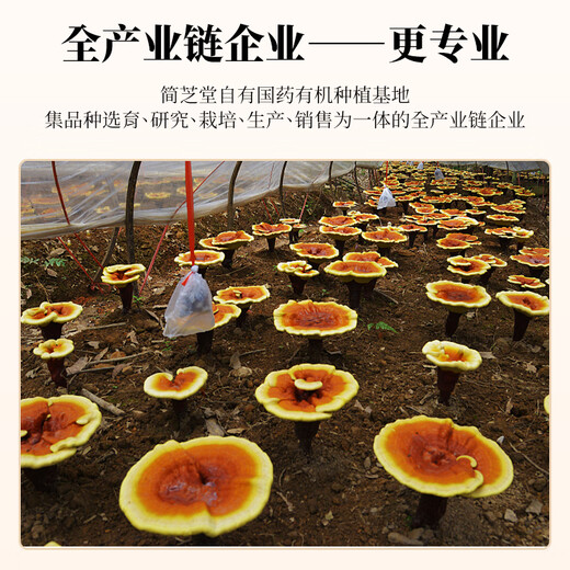 Shiyintang Ganoderma Lucidum Spore Powder Powder Box Guanxian Ganoderma Lucidum Health Products Envoyez directement des cadeaux aux anciens 2g / sac * 60 sacs 120g