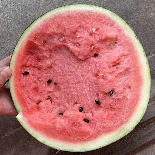 8424 Kirin seedless watermelon seeds extra large high yield giant sweet king southern small four seasons vegetable and fruit seeds 8424 Kirin melon 240 capsules