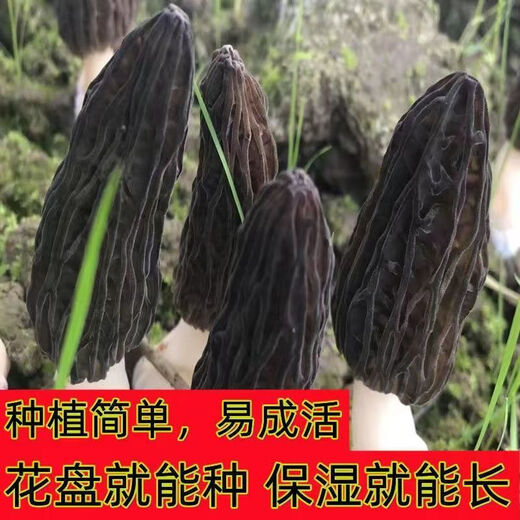 羊肚菌菌种不出包赔高产母种蘑菇菌种速产食用菌菌种阳台盆栽种植 羊肚菌菌种【高产】 【677粒】菌种+种植说明