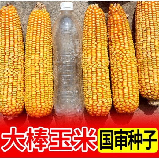 New ultra-high-yielding Academy of Agricultural Sciences original authentic national-approved corn seed red shaft big stick Qiangshuo 68 drought and disease resistance yellow bag Qiangshuo 68 4200 *5 bags national-approved original authentic