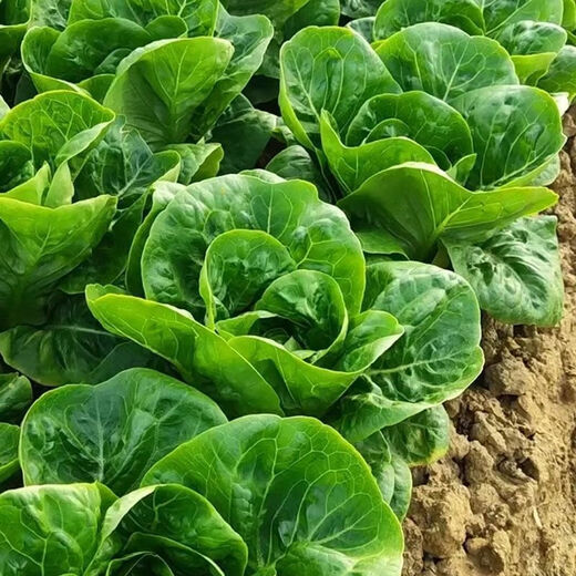奶油生菜新鲜蔬菜叶菜类生菜生吃凉拌甜脆多汁沙拉 ()奶油生菜-籽籽2包【3888粒】