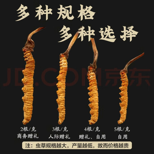 
Cordyceps sinensis in Tibetan areas, snowy first stage, new dried Cordyceps in the first stage, specifications, high-end gift boxes for people to give gifts. 0.6 grams of Cordyceps in Tibetan areas, total 100 pieces of Cordyceps in Tibetan areas