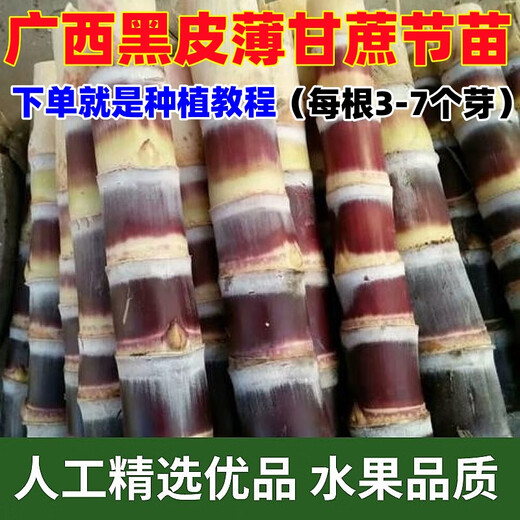 Jingyu Festival long purple-skinned fruit sugarcane seeds with many golden sugarcane seedlings, black-skinned sugarcane seedlings, strong and easy to survive, black-skinned 100 fruit sugarcane seedlings