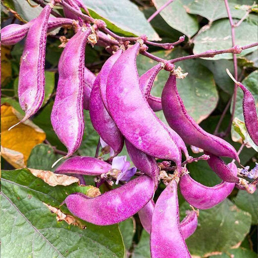 High-yielding purple lentils, purple eyebrow beans, red eyebrow bean seeds, balcony potted red Emei bean vegetables, easy to germinate in the field, purple eyebrow bean seeds, 2 packs of about 20 capsules