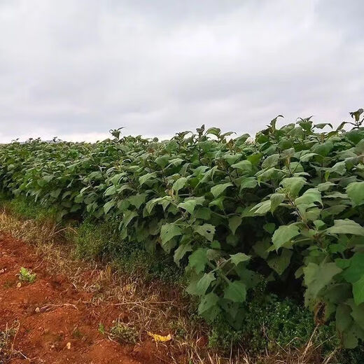 Yunnan Snow Lotus Seedlings Seedlings Seed Planting Fruit Seeds Bulb Seedlings Yellow Heart Fresh Base High Yield Soil 2Jin Jin is equal to 0.5kg (divided into 8 to 15 plants for planting)