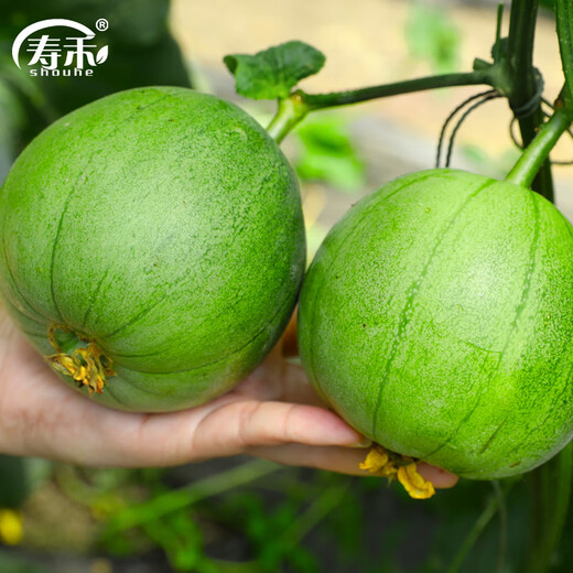 Shouhe Green Skin Melon Seeds Large Whole Melon Lvbao Melon Seeds 50 capsules/bag