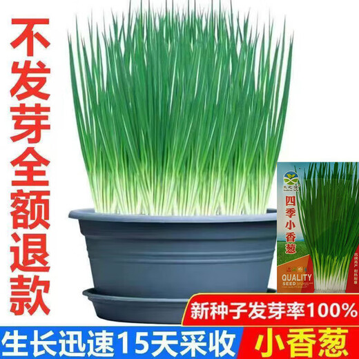 Spring vegetables, heat-resistant and cold-resistant four-season chive seeds, easy to grow potted vegetable and fruit seeds. Four-season chive seeds, easy to plant, soaked in soil to germinate, can be planted in all seasons, original selection, 1 pack, about 800 seeds