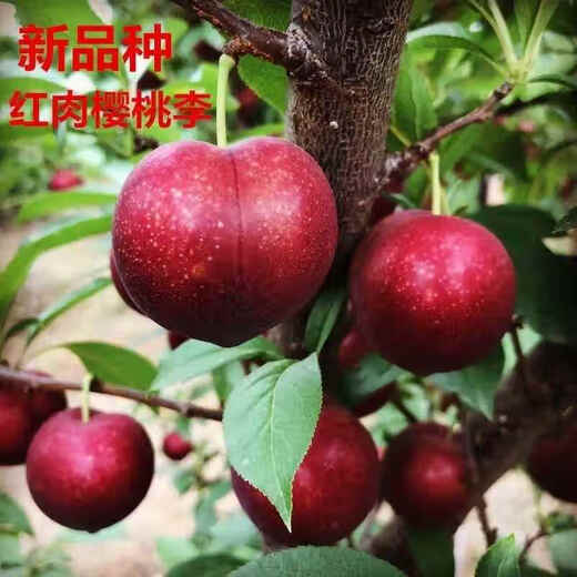 Yimi Bamboo cherry plum saplings cherry and plum combined cherry saplings and plum saplings planted in the south and north potted plants eight years old seedlings one plant full of results