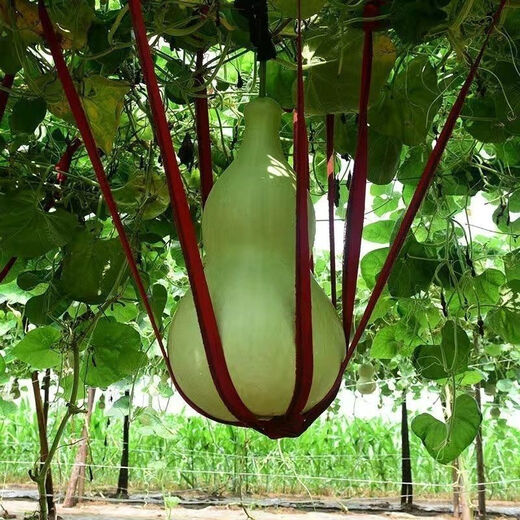 New product Jiuxianbao gourd extra large gourd seeds vegetable balcony garden potted climbing vine seeds Jiuxianbao gourd seeds seeds buy three get two free 5 packs