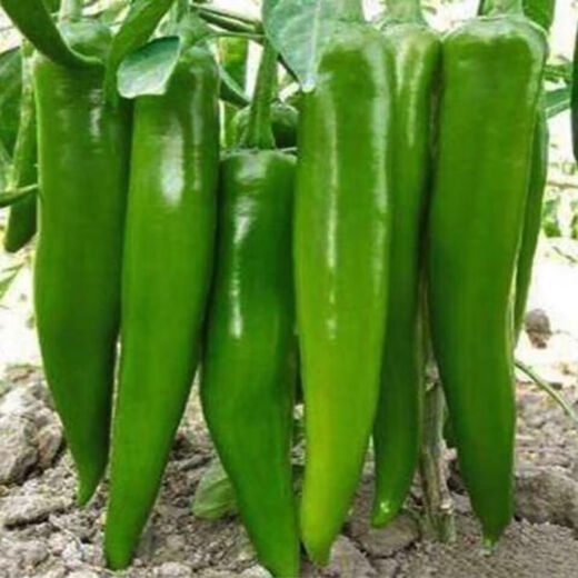 Spicy pepper seeds, golden screw green pepper, pig intestine pepper seeds, garden field balcony potted vegetable seeds, new horn pepper, slightly spicy, about 300 capsules 1 pack