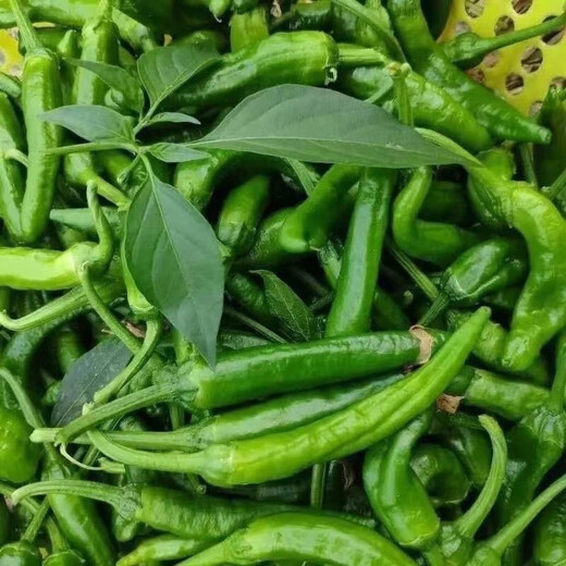 Authentic camphor tree pepper seeds, camphor tree pepper seeds, new pepper seeds, sown in spring and autumn, Zhangshu Harbor courtyard small collection, new seeds, about 608 capsules/