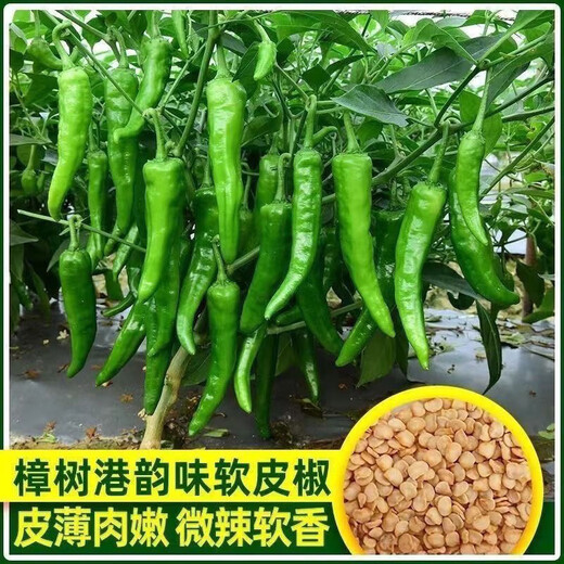 Authentic camphor tree pepper seeds, camphor tree pepper seeds, new pepper seeds, sown in spring and autumn, Zhangshu Harbor courtyard small collection, new seeds, about 608 capsules/