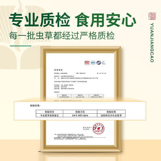 Yuanjiang grass Cordyceps sinensis New dried cordyceps tonics for parents and elders to nourish high-end gift boxes 3-4 roots/g 20 grams [Cordyceps king]
