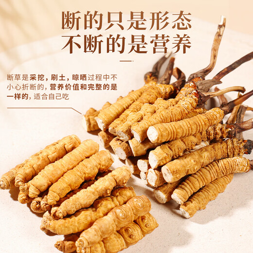 High-altitude Cordyceps sinensis in Tibetan areas, selected large-sized Cordyceps nourishing products, 10 grams of whole insect pure meat festival, fine whole insect meat festival [without grass head]