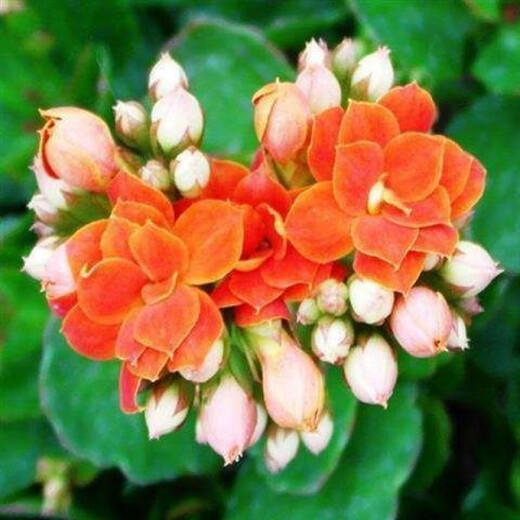 Double-petal longevity flower seeds, novice flower seeds, flower seeds, germination high package, version 1, 19 mixed colors, 50 capsules