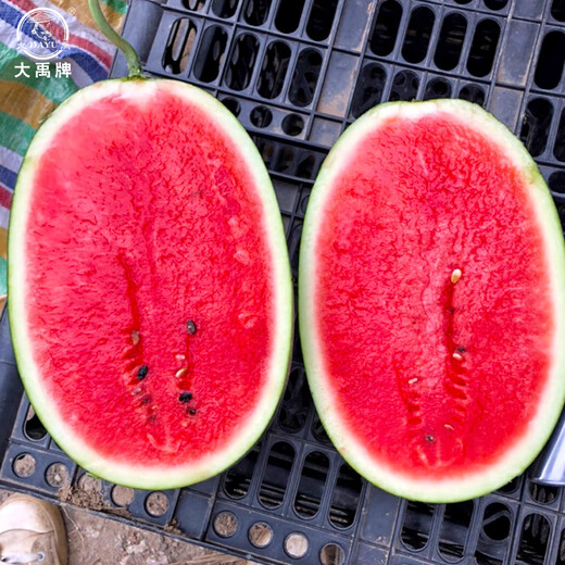 Dayu Black Beauty Watermelon Seeds Extra Large Super Sweet Black Skin Watermelon Seeds Early Maturity Suitable for the South Big Fruit Black Beauty Watermelon Seeds 300 capsules/bag