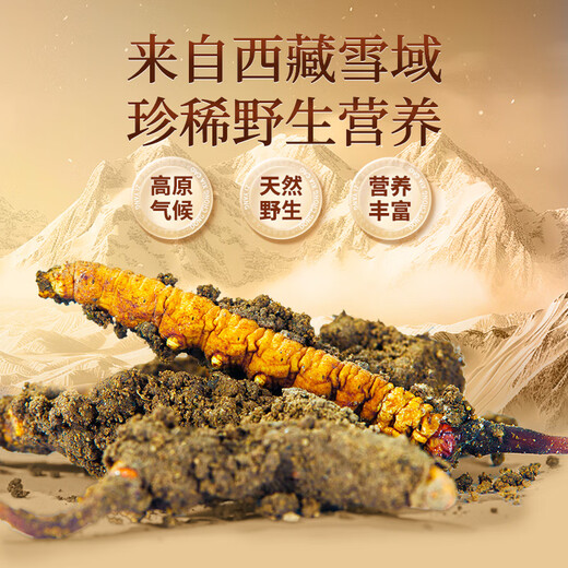同仁堂品牌西藏野生冬虫夏草约4根/g10g约40根虫草高端礼盒送大客户领导