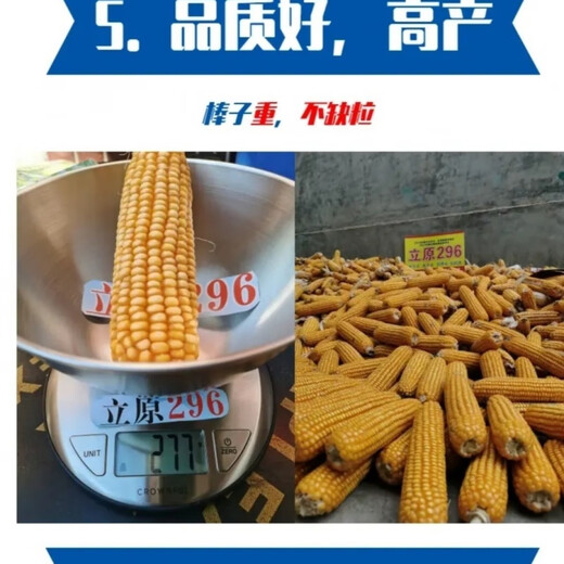 Liyuan 296 corn seeds - white shaft variety - 4400 grains per bag - determine the adaptation area before purchasing 4 bags per bag 4400 seeds per bag