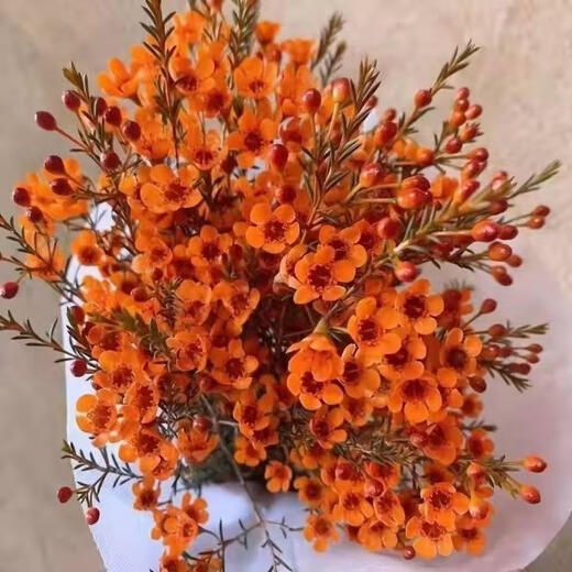 Australian wintersweet flowers bouquet living room decorations Yunnan base straight hair water-raised flower arrangements fresh cut flower ornaments New Year's Eve flowers two bouquets of red wintersweet flowers vase not included