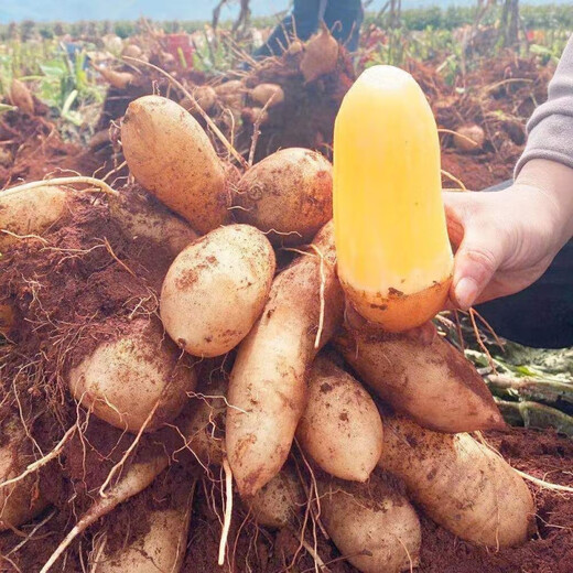 Yunnan Snow Lotus Seedlings Seedlings Seed Planting Fruit Seeds Bulb Seedlings Yellow Heart Fresh Base High Yield Soil 2Jin Jin is equal to 0.5kg (divided into 8 to 15 plants for planting)