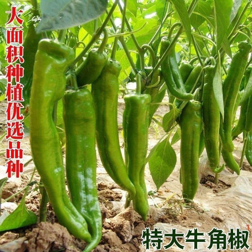 Spicy pepper seeds, golden screw green pepper, pig intestine pepper seeds, garden field balcony potted vegetable seeds, new horn pepper, slightly spicy, about 300 capsules 1 pack