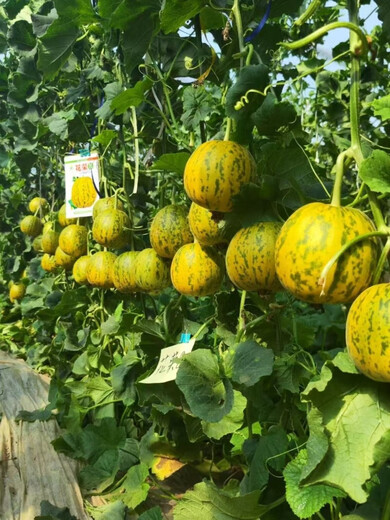 Fengxin Henghuarong No. 8 melon seeds super sweet Bali fragrant melon seeds green flesh high sugar melon seeds super sweet