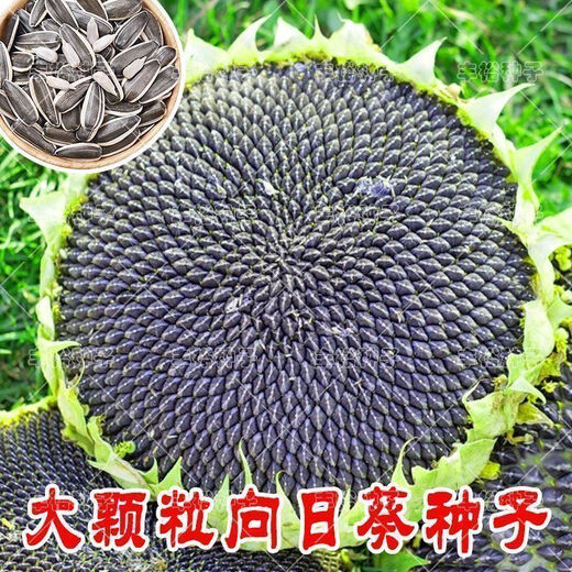 Large edible sunflower seeds, plump melon seeds, large sunflower seeds, sunflower melon seeds, edible melon seeds, large melon seeds, about 50 seeds, one pack