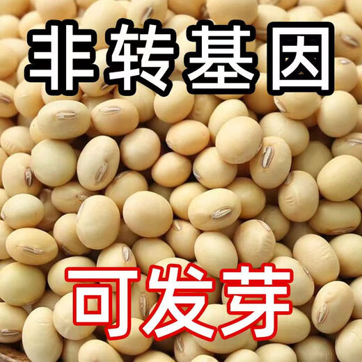 Traditional old variety oval black navel soybean seeds large high yield drought resistant edamame seeds vegetable seeds traditional old variety soybean seeds 50g