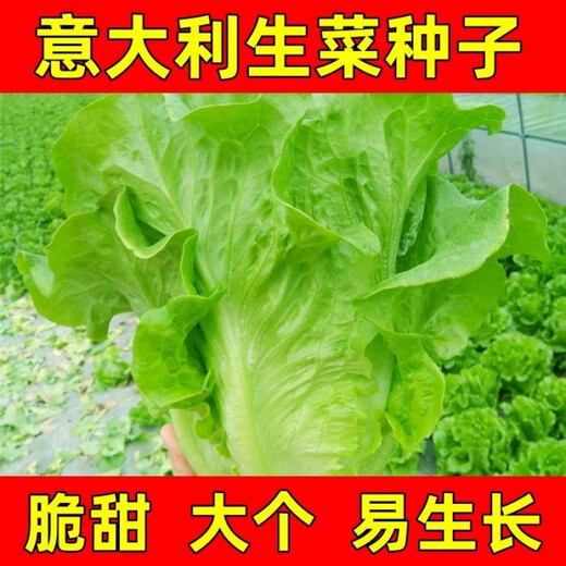 意大利生菜奶油玻璃生菜种子生吃耐寒耐热 意大利耐抽薹生菜新种子 全年可种植 高芽率2包3899粒