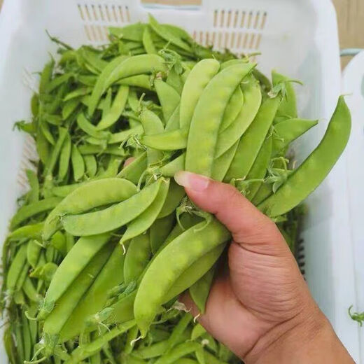 甜脆荷兰豆种子菜豌豆双花双夹耐寒农家自种秋冬季豆角菜种子 荷 荷兰豆种子[今年新种 #9898颗颗新种子--100粒