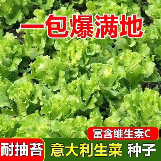 意大利生菜奶油玻璃生菜种子生吃耐寒耐热 意大利耐抽薹生菜新种子 全年可种植 高芽率2包3899粒