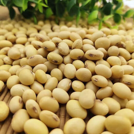 Traditional old variety oval black navel soybean seeds large high yield drought resistant edamame seeds vegetable seeds traditional old variety soybean seeds 50g