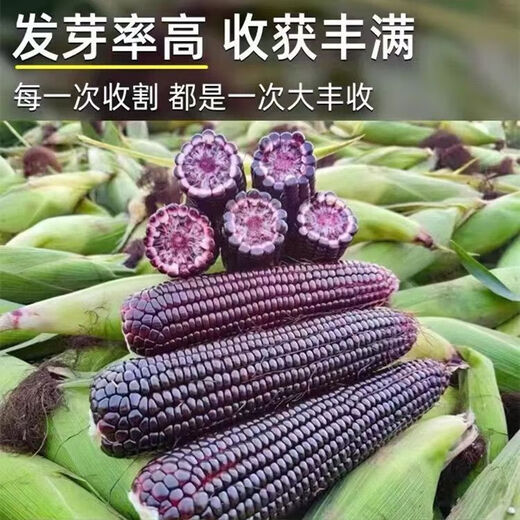 Spring black sweet waxy corn seeds, super sweet seeds, four seasons, high yield, extra large drought-tolerant seed corn, nationally approved black waxy corn seeds, 2 packs, about 100 grains